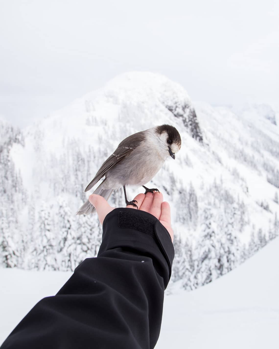 bird sitting on the hand of a person in winter