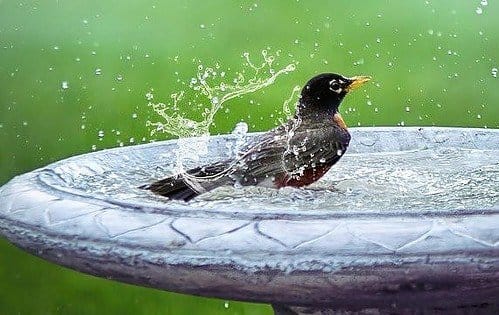 bathing black bird in birdbath