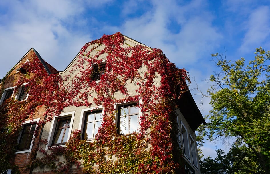 a house covered with red leaves