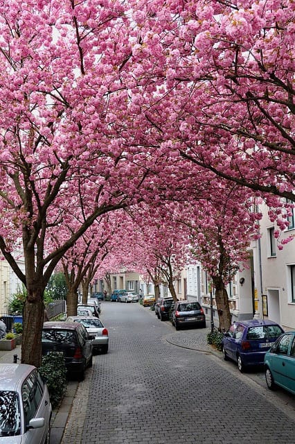 Bonn, old city, Blossoms in the street