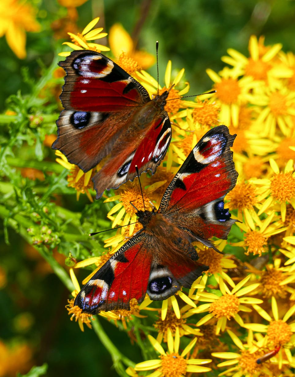 two butterflies on a flowers