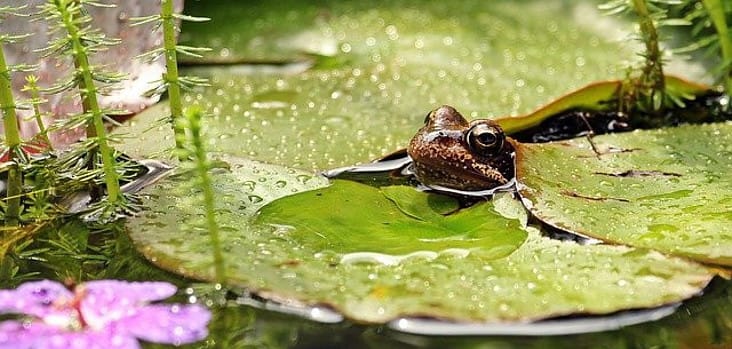 a frog on a leaf of a waterlilly in a pond