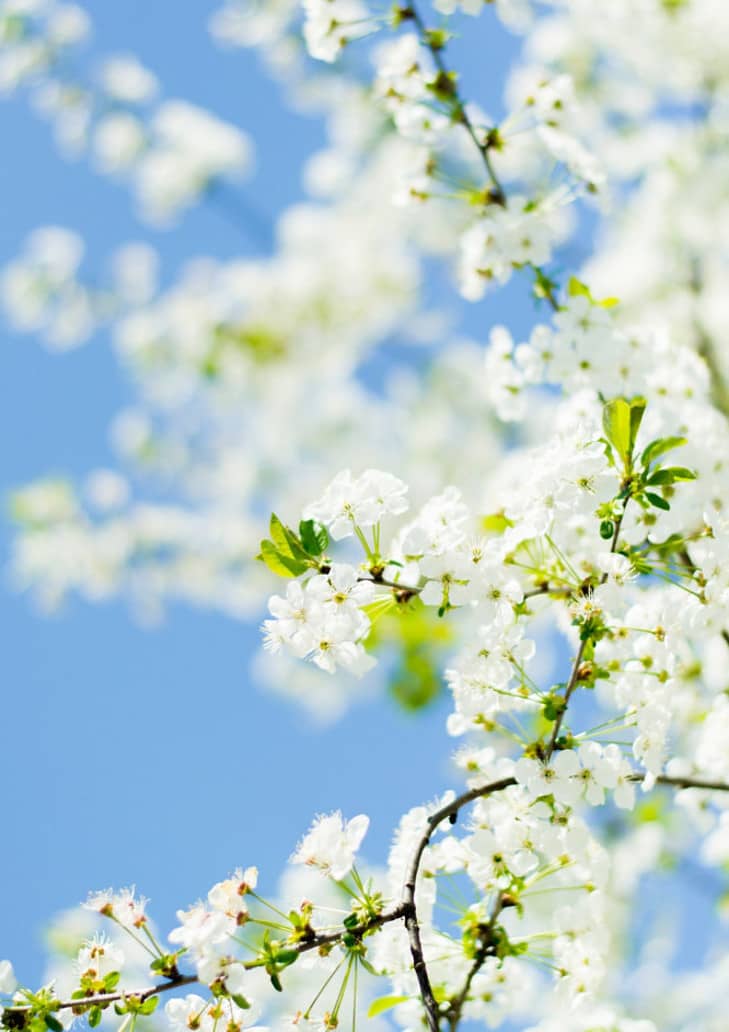 spring, white blossom