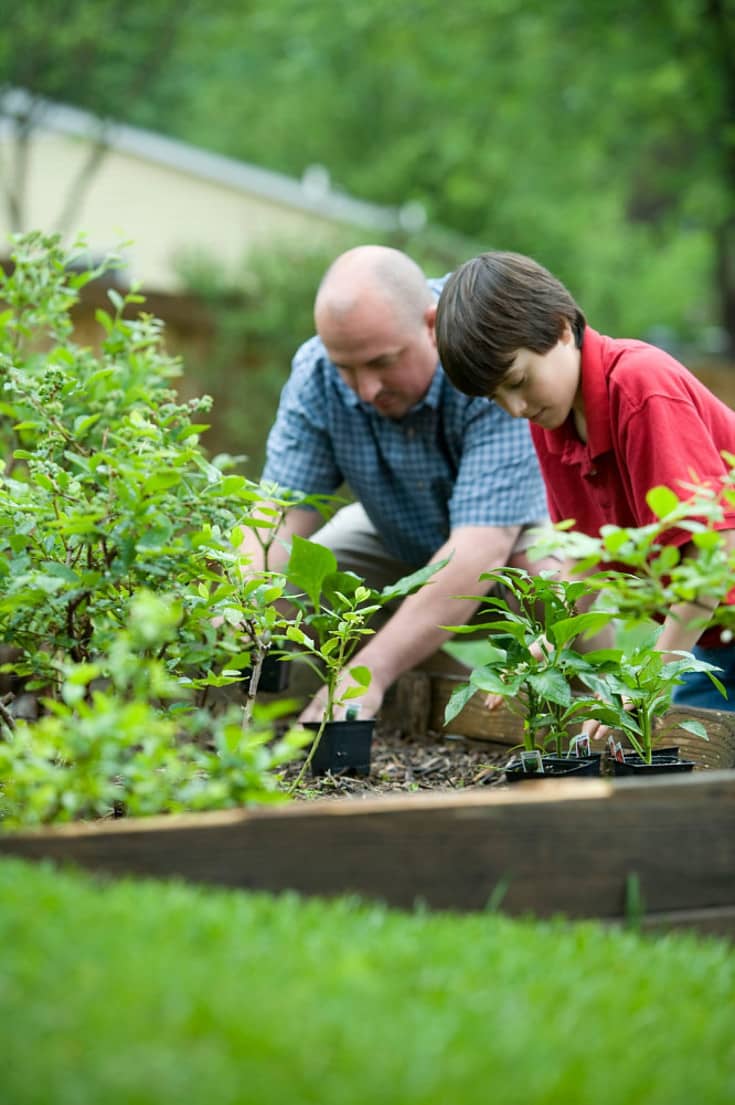 grandfather and grandson are planting vegetables