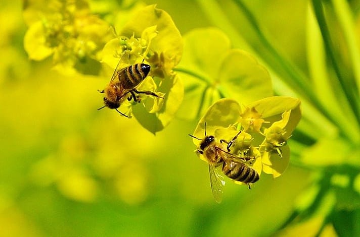 busy bees on yellow flower