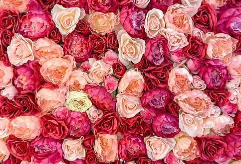 a bed of roses