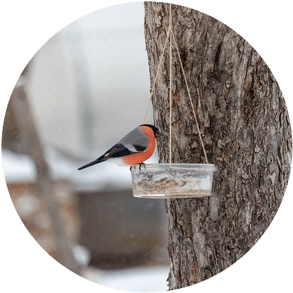 a bullfinch eating from a hanging bowl in winter
