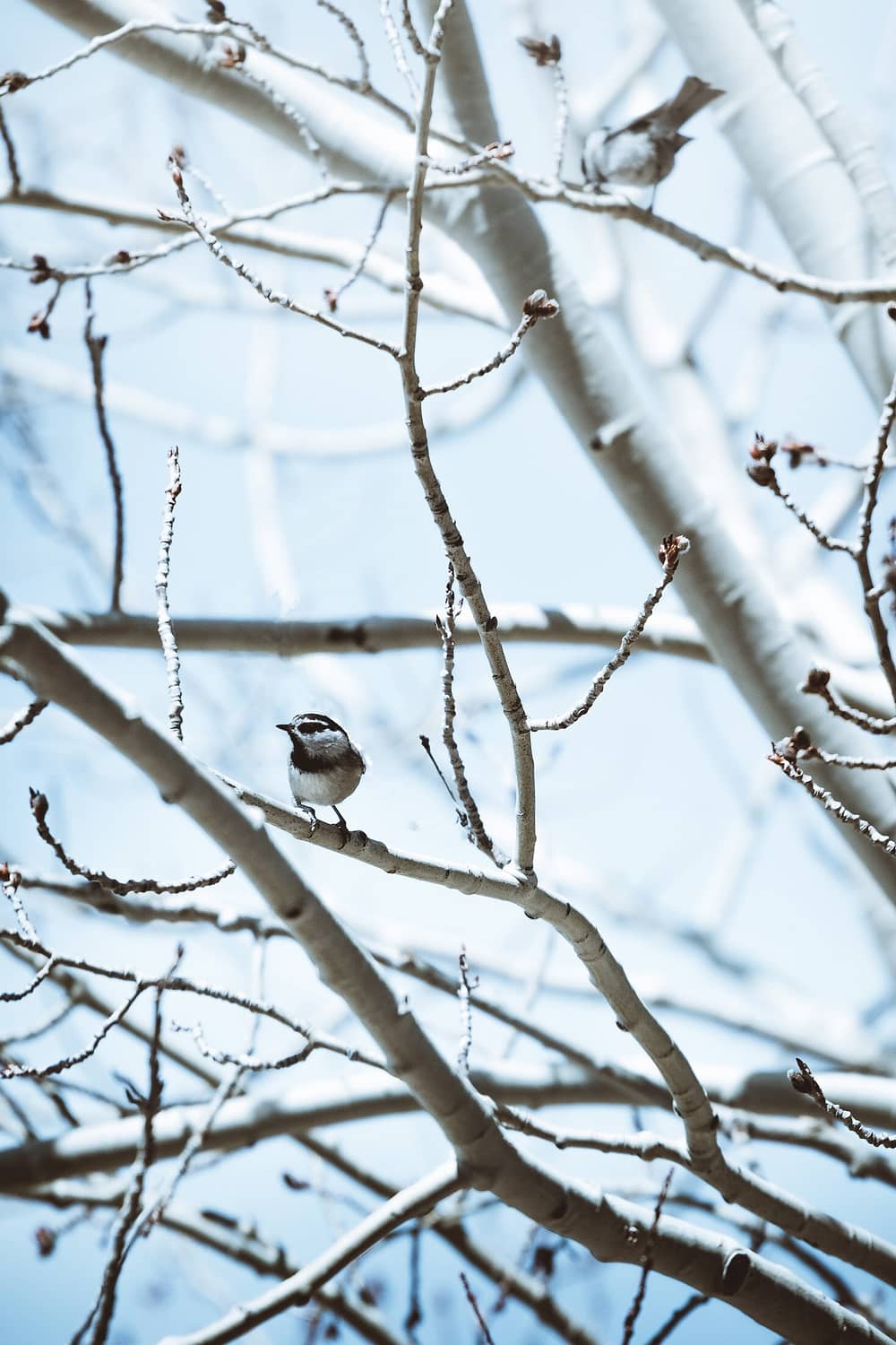 How to help birds to survive the winter