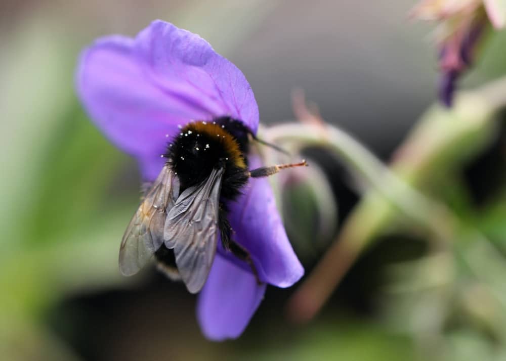 a bumblebee on a purple flower, Iris