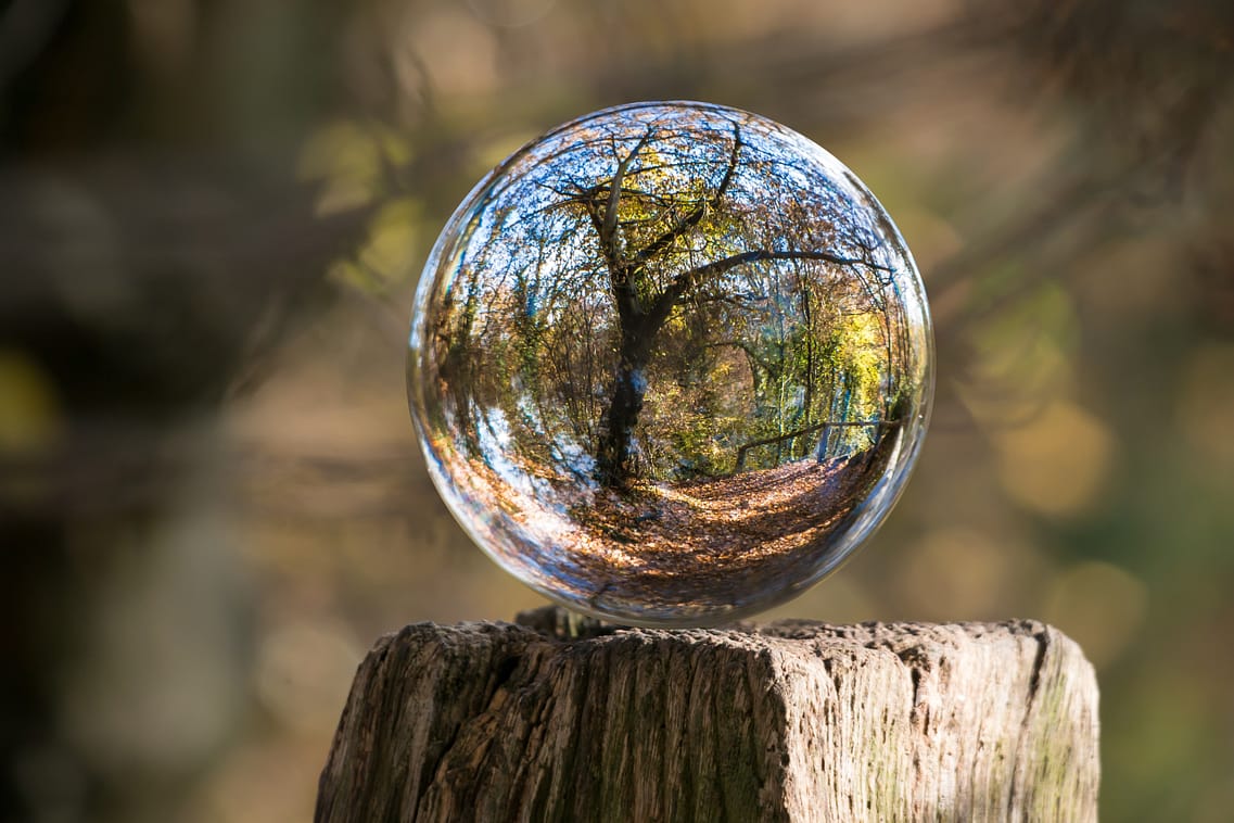 a tree shining through a glass ball