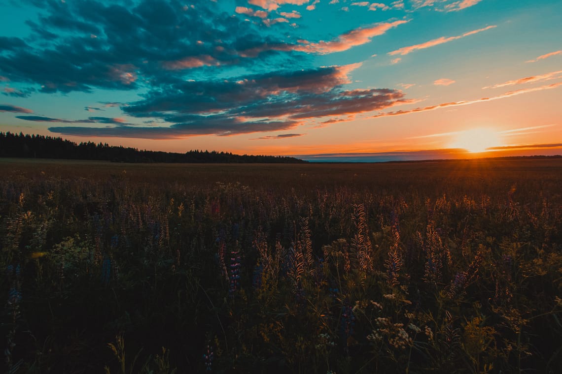 sunset on a wildflower field