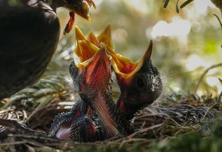 a bird feeding its children