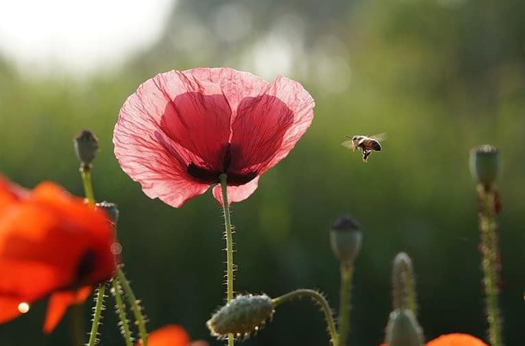a bee flies to a papaver