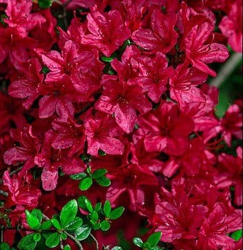 red-flower Azalea