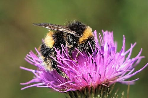 a bumblebee on a thistle