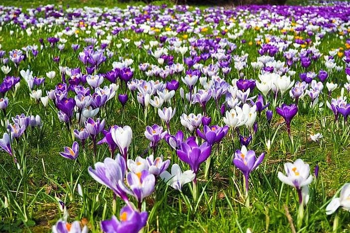 a field of blue and white crocuses