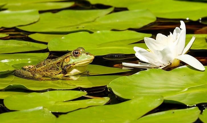 a green frog surrounded by water lilies