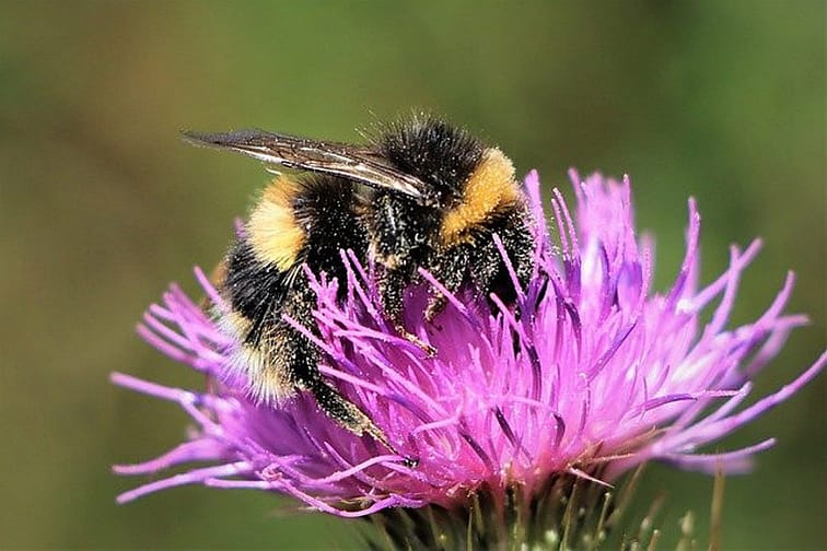 bumblebee on a purple colored thistle
