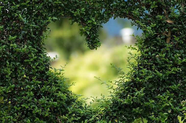 a heart in a hedge