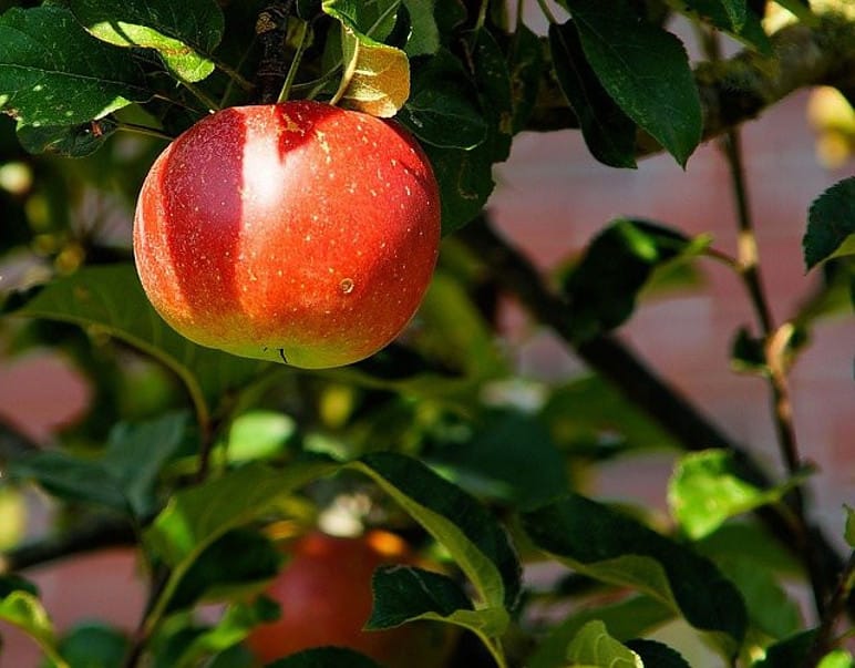 an apple on a apple tree