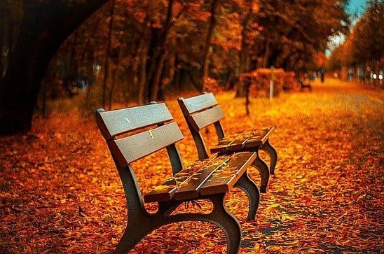 two benches in autumn in the park covered with orange red leaves