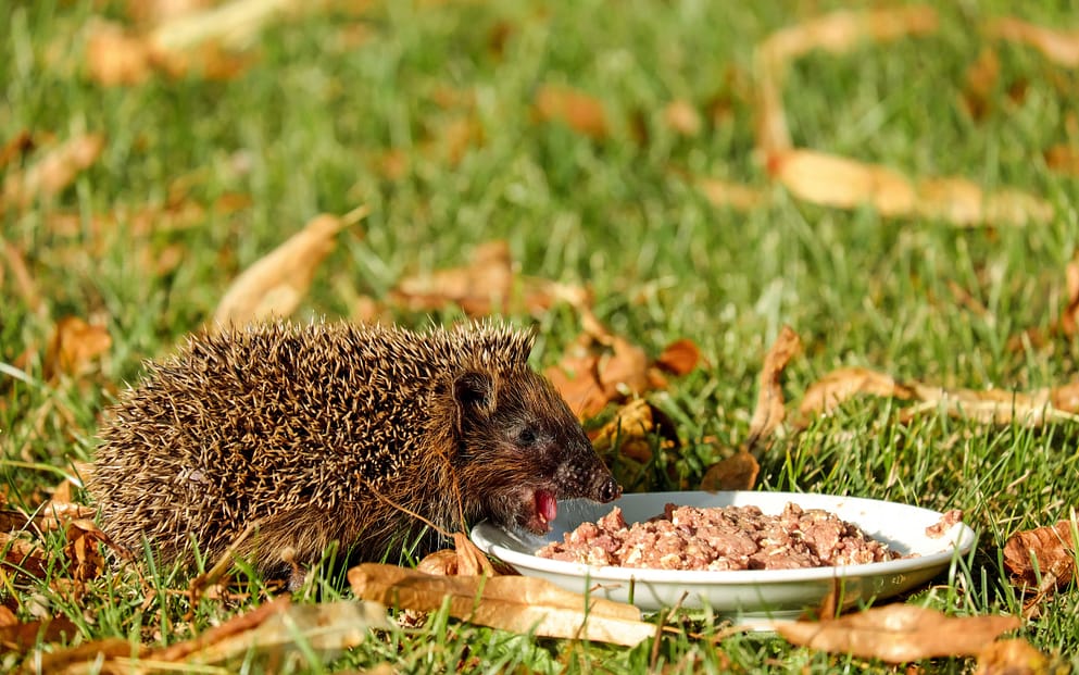hedgehog eating from a plate