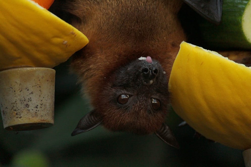 a bat eating fruit