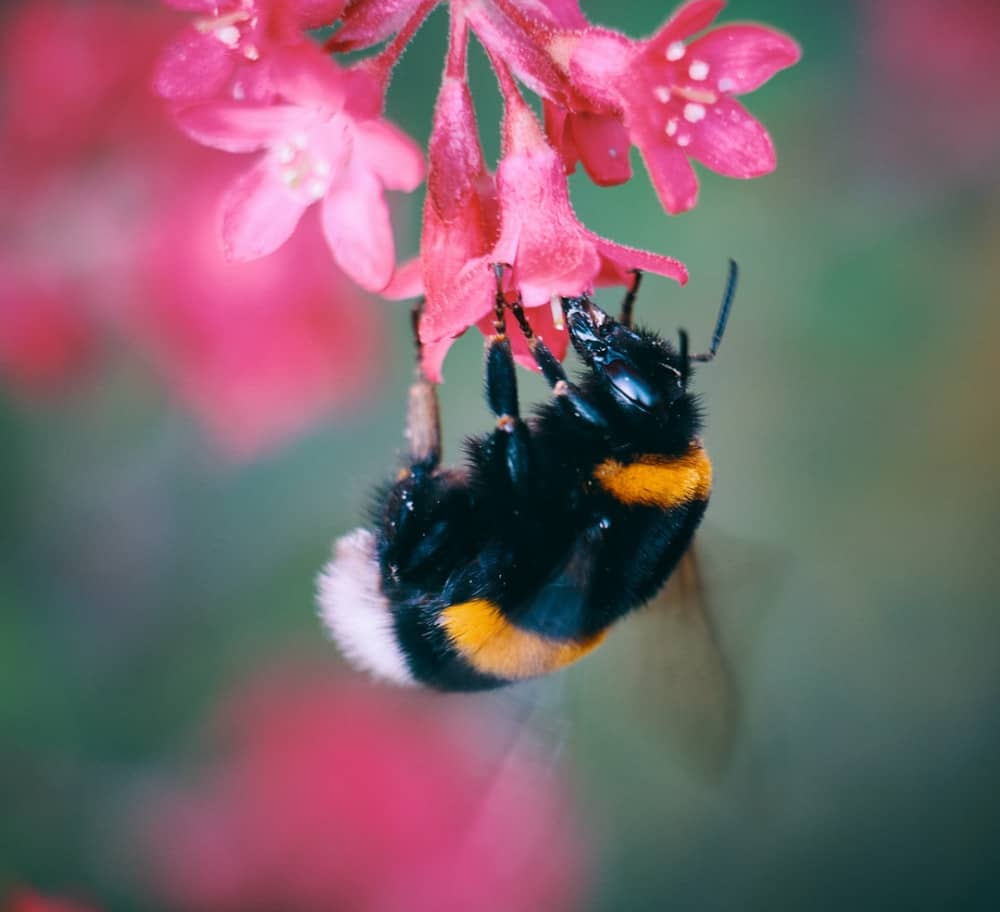 bumblebee on a red flower